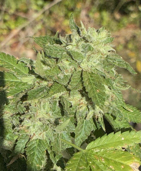 757 Chem Skunk outdoor cola, grown by Daughter of the Delta