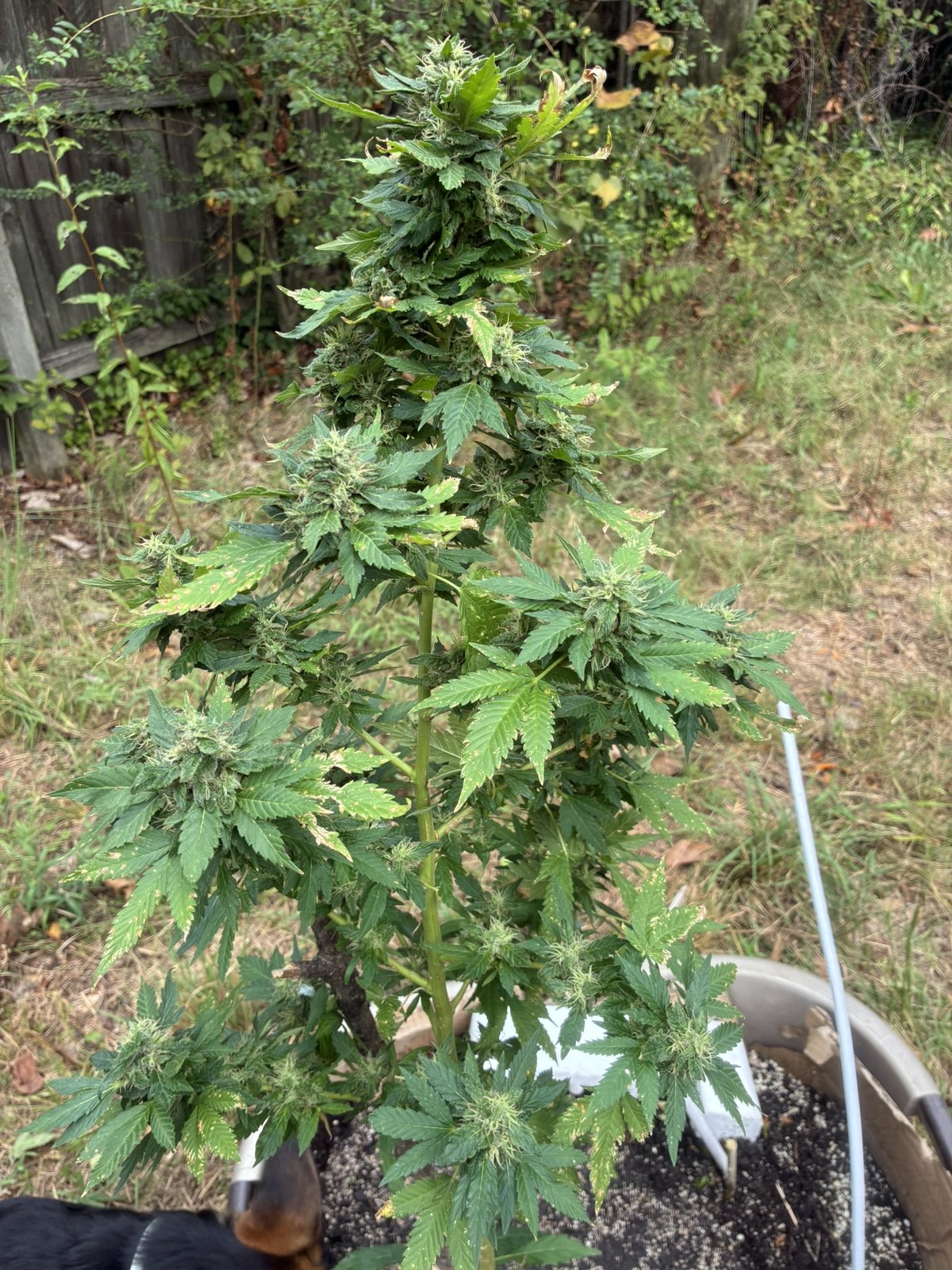 757 Four Way Piff tent cola with a foxtailed tip, grown by Daughter of the Delta