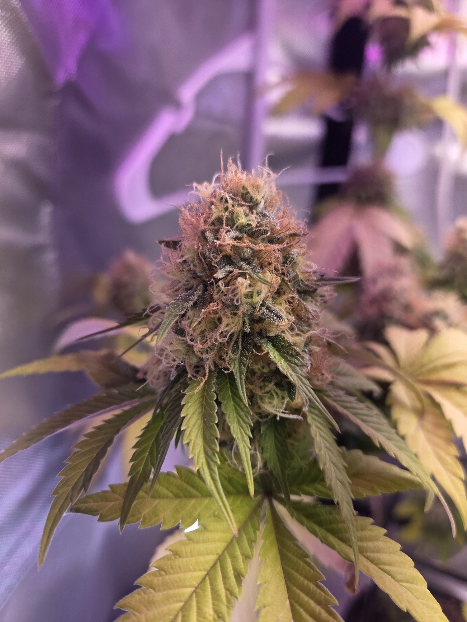 757 Four Way Piff late flower bud by Genetics 101, Hailey’s Comet piff crossed with 4-Way, grown by Steven Hornady