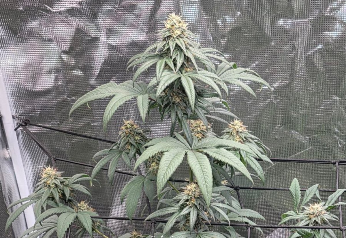 757 Four Way Piff flowering plant under trellis, tall cola and broad leaves, 4-Way × Hailey’s Comet photoperiod regular by Genetics 101