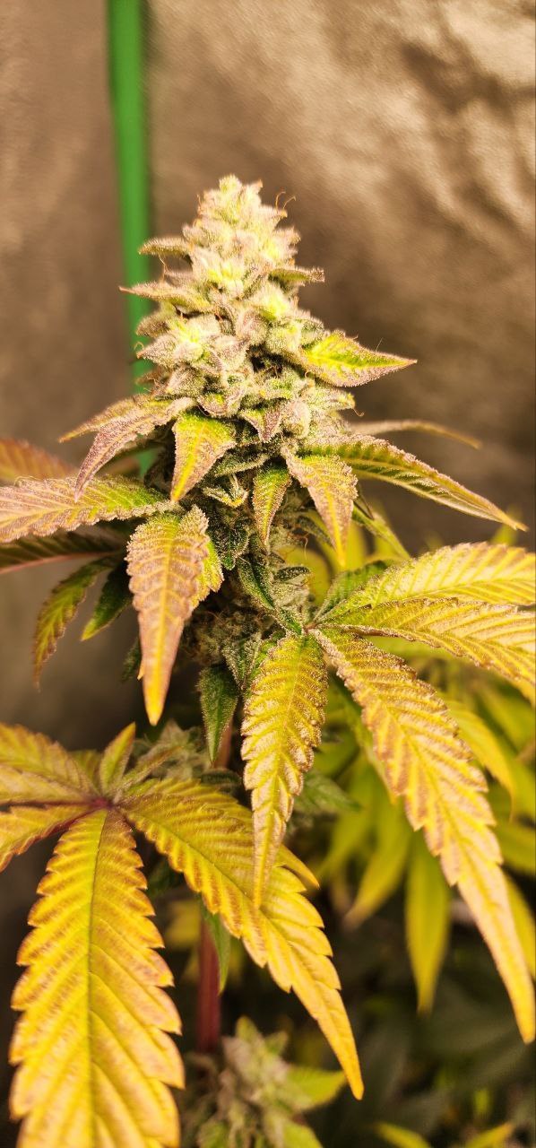91 Stash F2 purple Do-Si-Dos pheno flower by Genetics 101