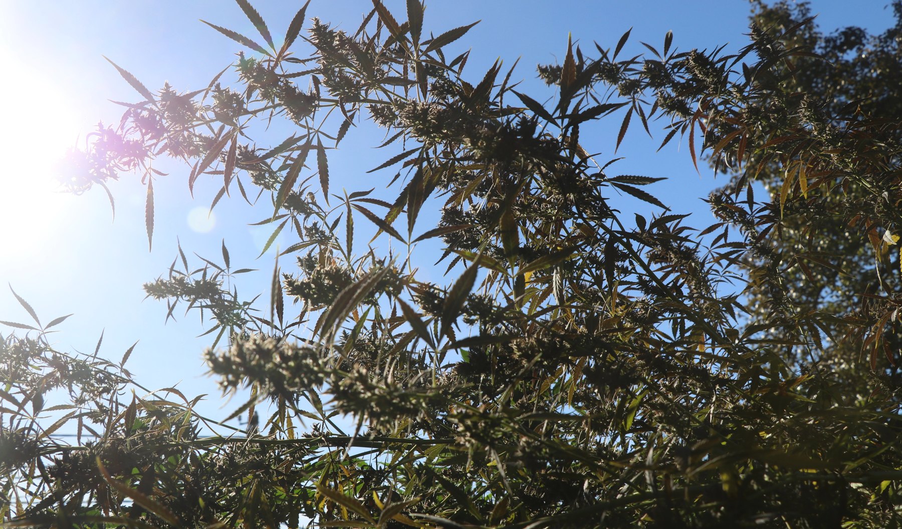 Bottle Service flowering tops against blue sky, grown by Denny K