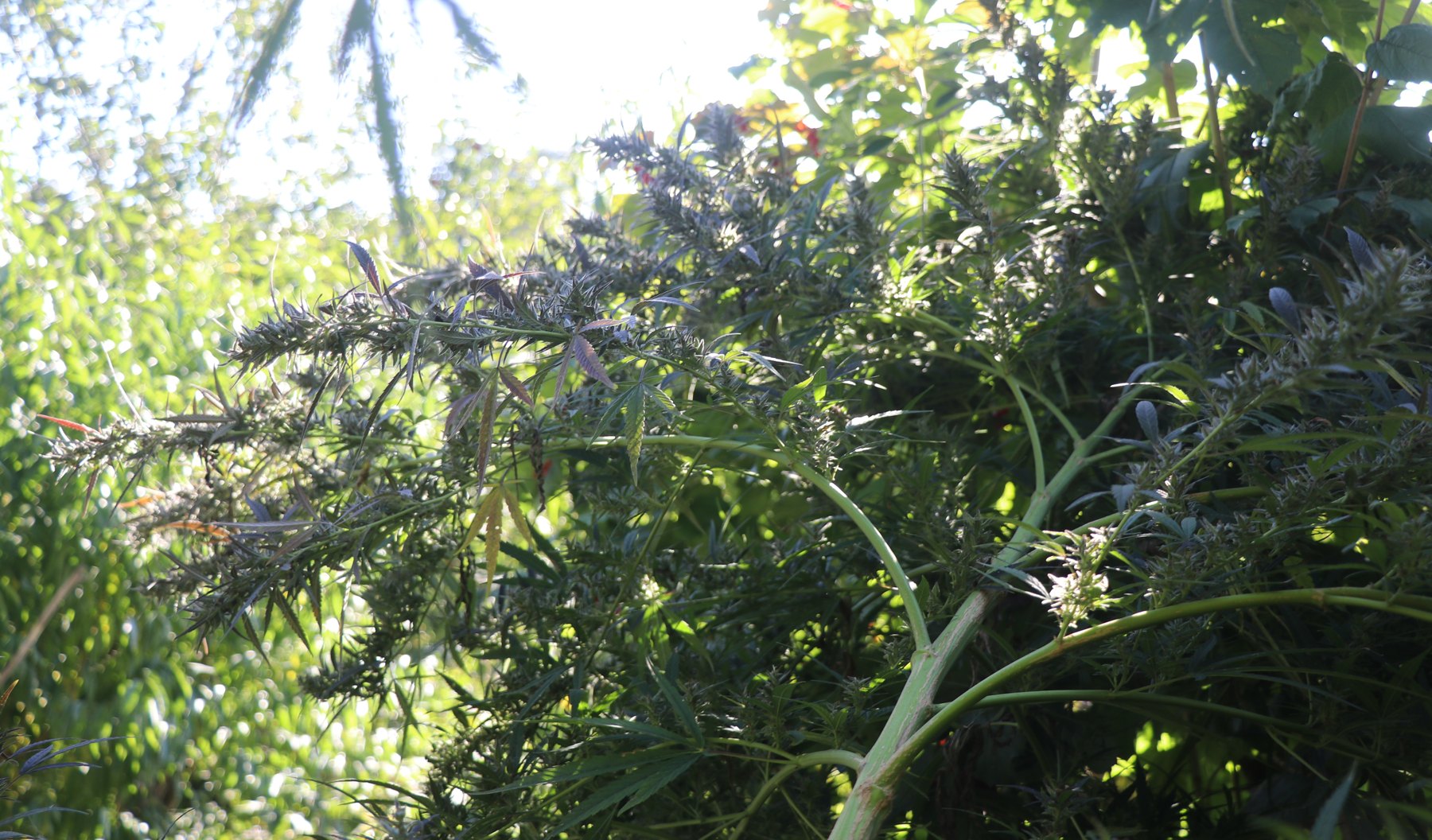 Bottle Service outdoor branching plant in flower, grown by Denny K