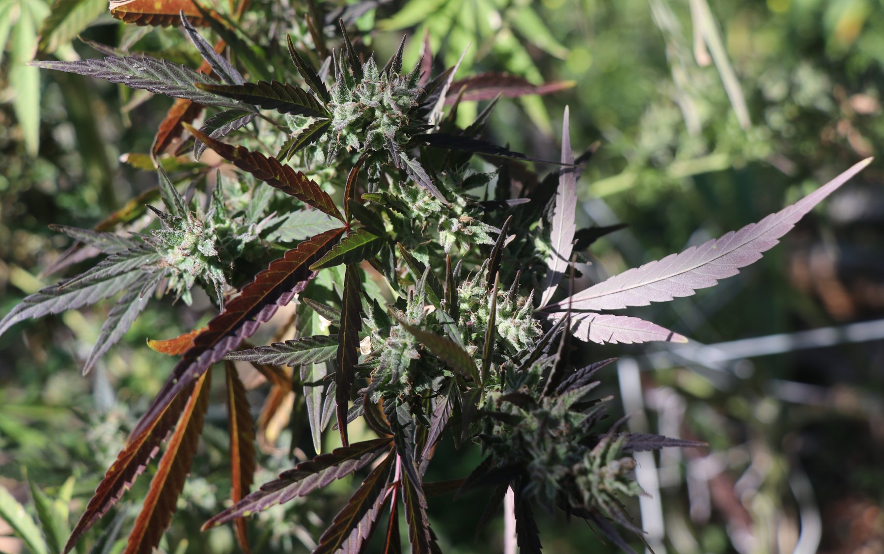 Bottle Service flower with purple fan leaves, grown by Denny K