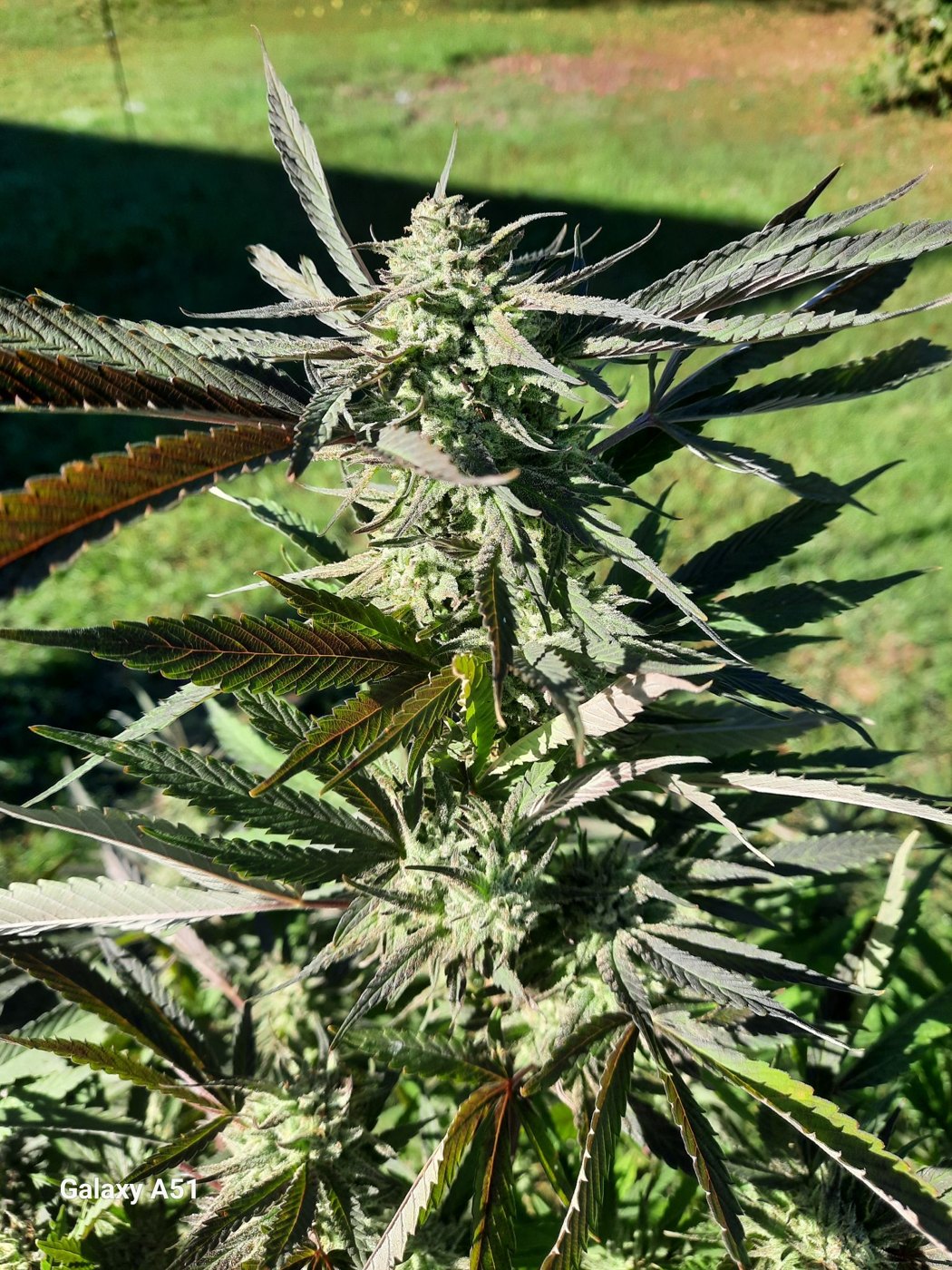 Bottle Service whole plant in flower, tent grow, grown by Ryan White, MAC v2 crossed with Poppin Bottles