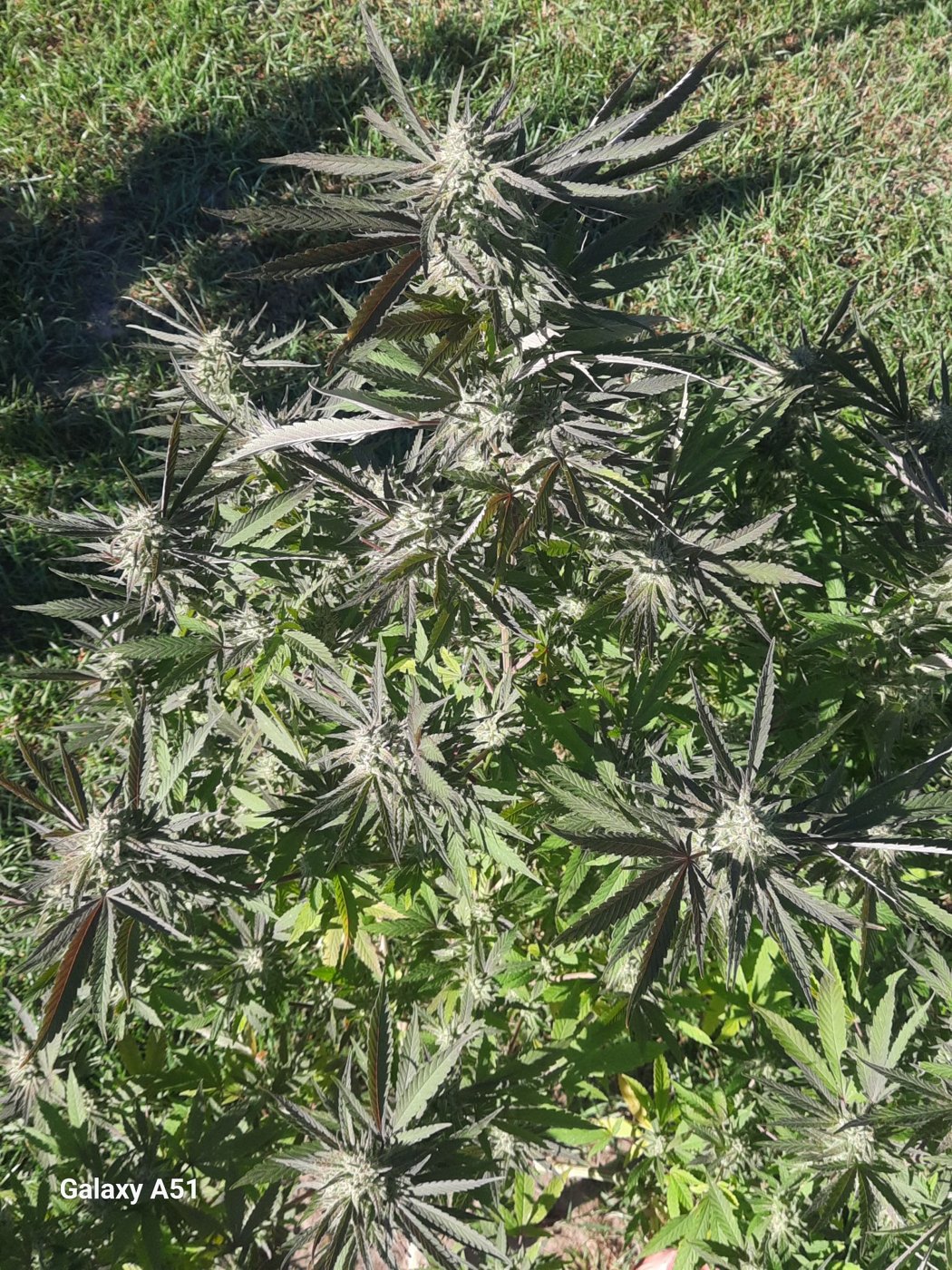 Bottle Service bud cluster close-up, grown by Ryan White, MAC v2 crossed with Poppin Bottles