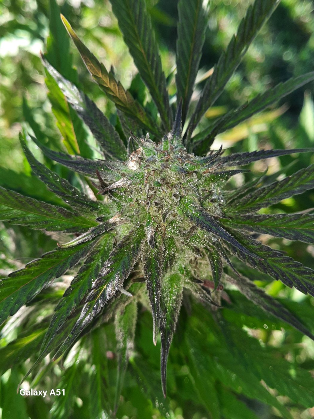 Bottle Service flowering plant side view, grown by Ryan White, MAC v2 crossed with Poppin Bottles