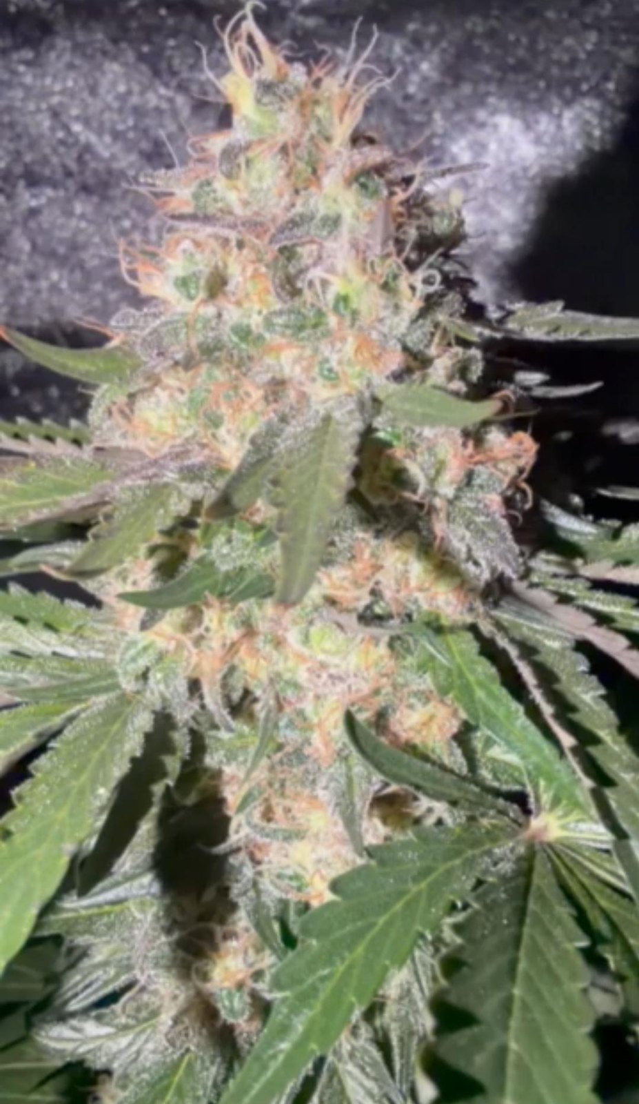 Candy 4-Way late flower bud, 4-Way crossed with Blue Cookie, anonymous grower