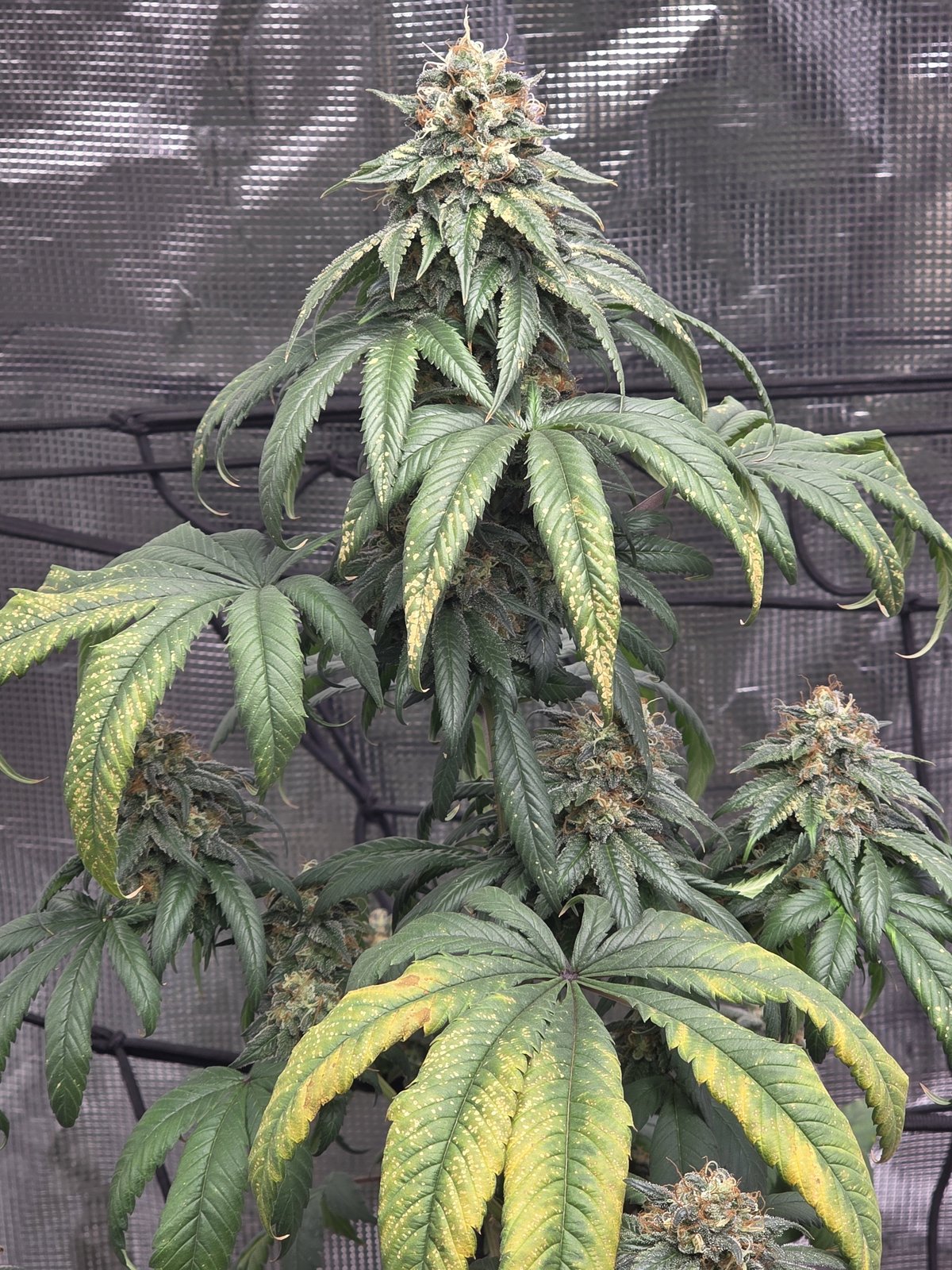Candy 4-Way flowering plant, stacked cola with orange pistils and fading leaves, 4-Way × Runtz photoperiod regular by Genetics 101