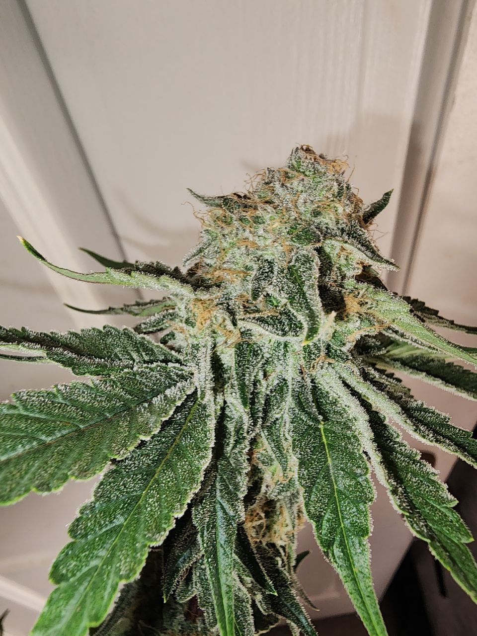 Chimera Mac frosty top cola, orange pistils and coated sugar leaves, Genetics 101