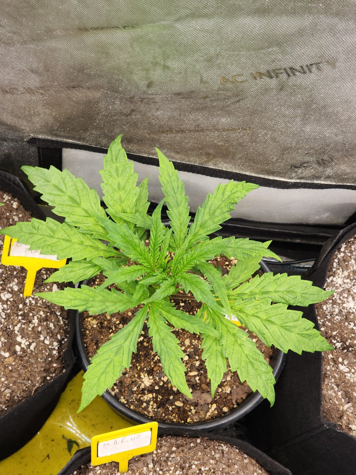 Chimera Mac in veg, MAC v2 crossed with Chimera number 2, Genetics 101