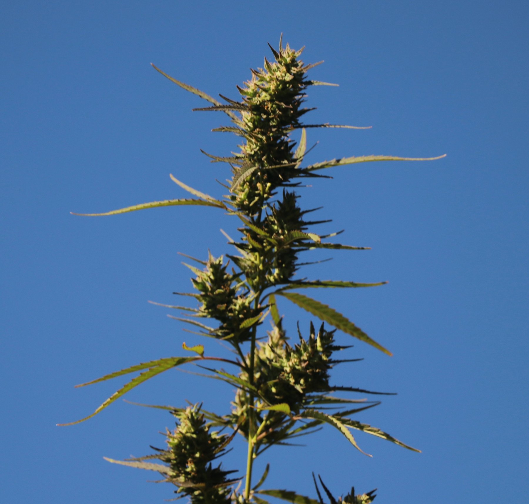 Cognac Mac cola against blue sky, grown by Denny K