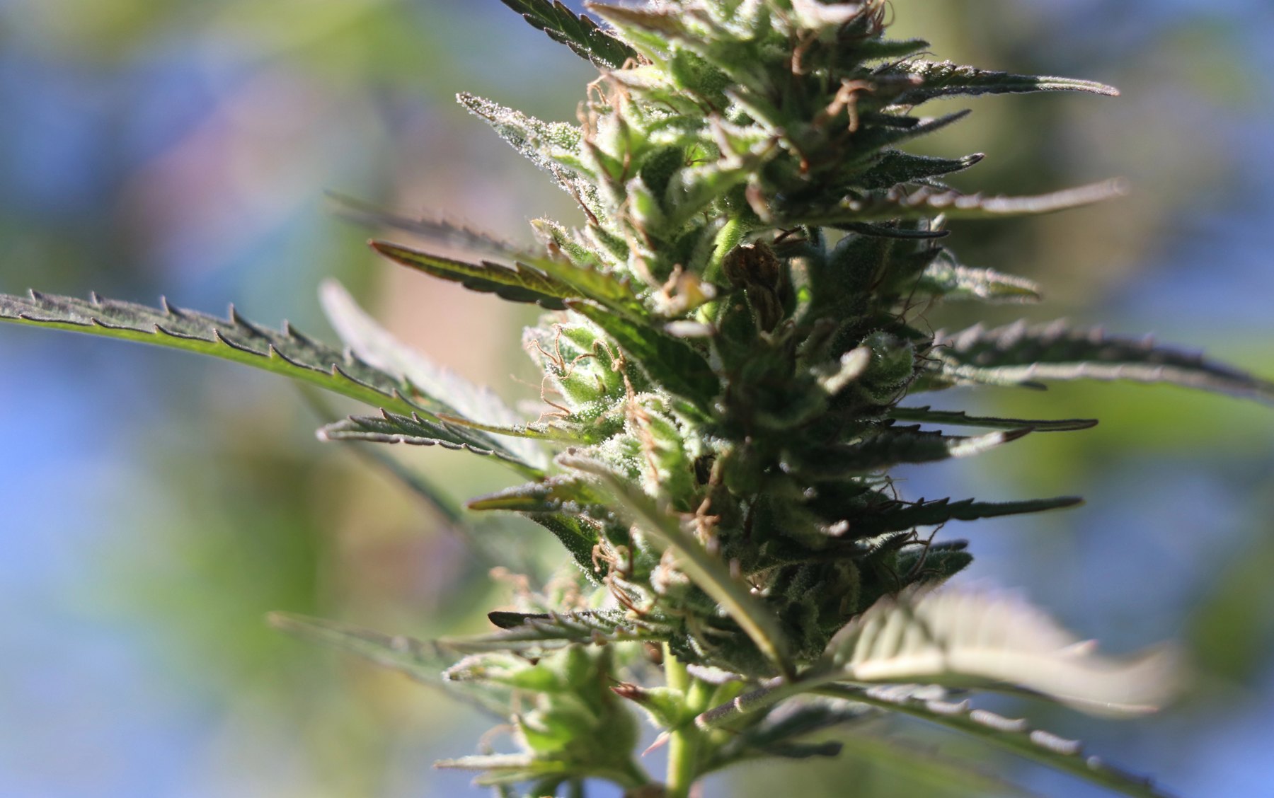 Cognac Mac frosty flower macro, grown by Denny K