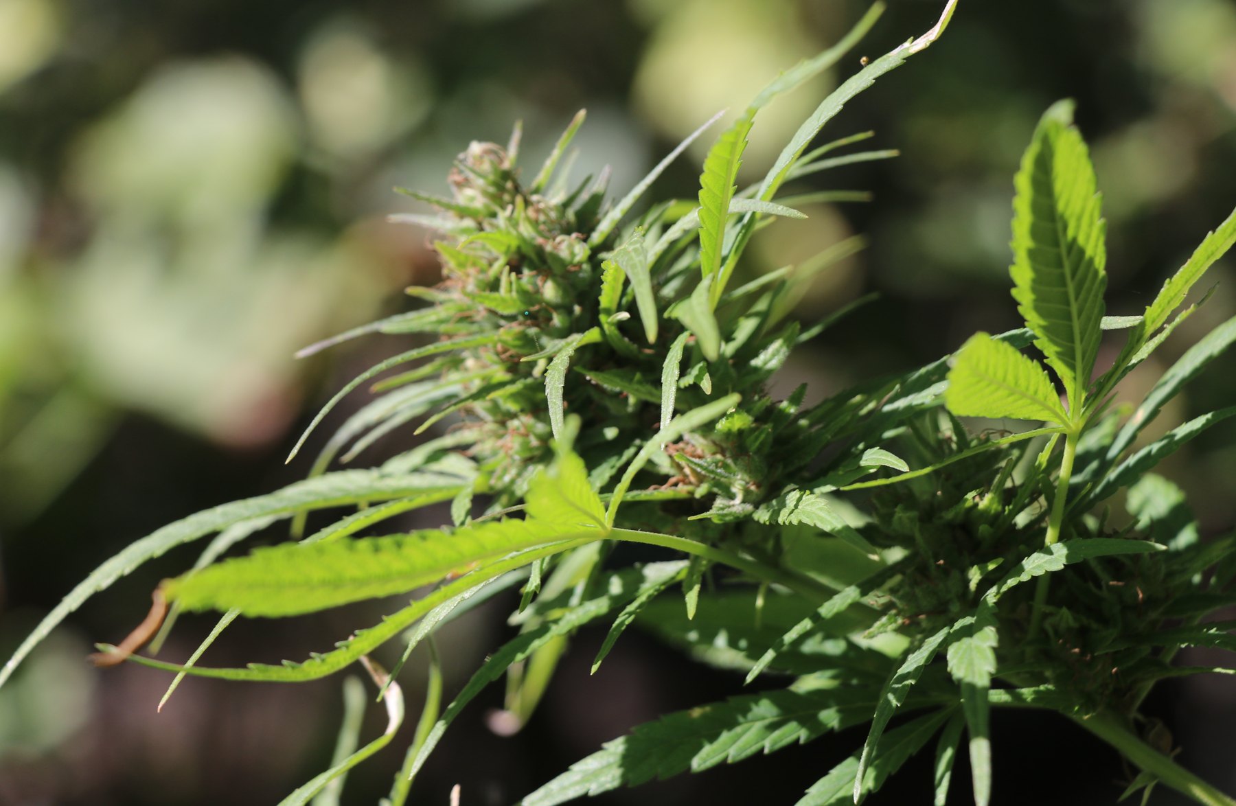 Cognac Mac green flower close-up, grown by Denny K