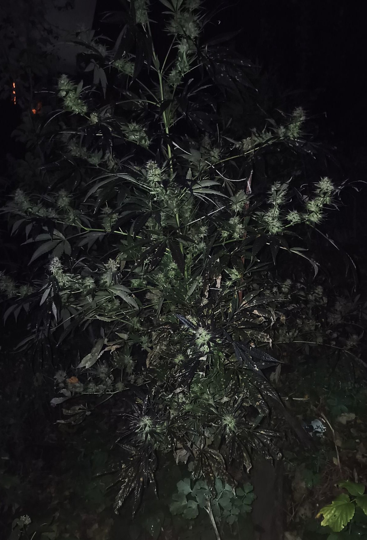 Cognac Mac night flower shot, grown by Denny K