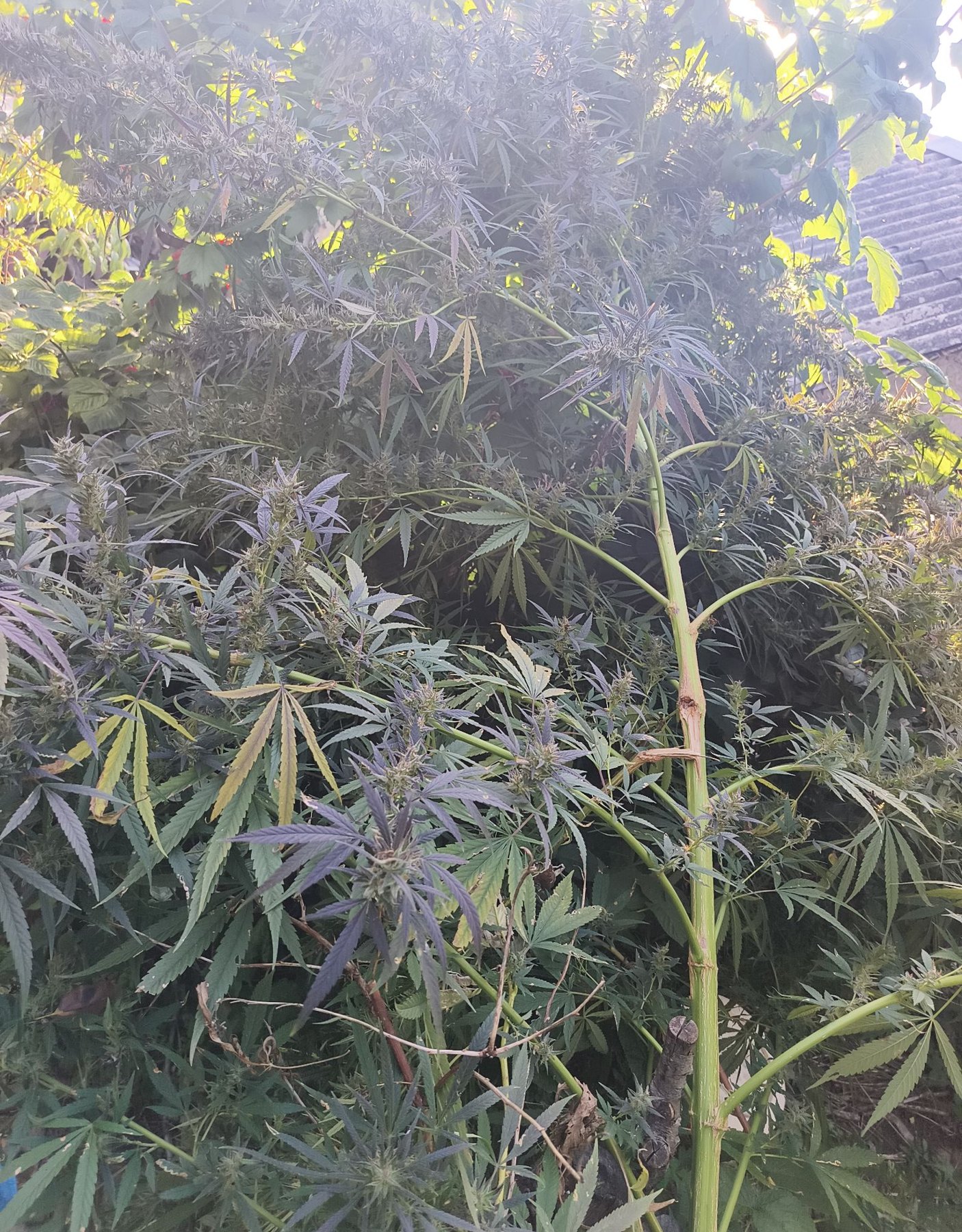 Cognac Mac large outdoor plant in flower, grown by Denny K
