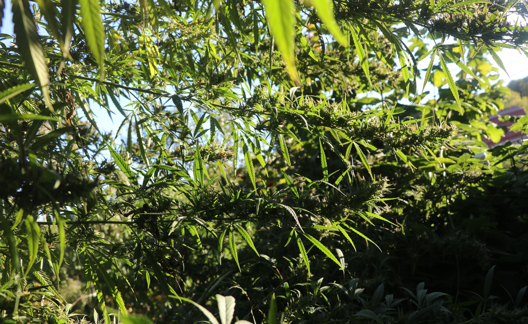 Cognac Mac sunlit outdoor cola, MAC v2 crossed with Funky Grapes, grown by Denny K