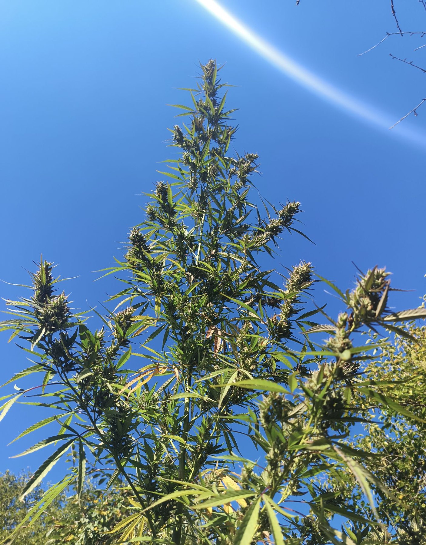 Cognac Mac tall outdoor plant against sky, grown by Denny K