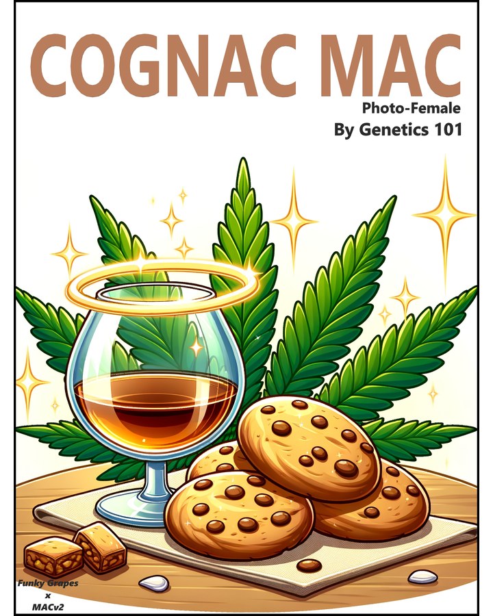 Cognac MAC