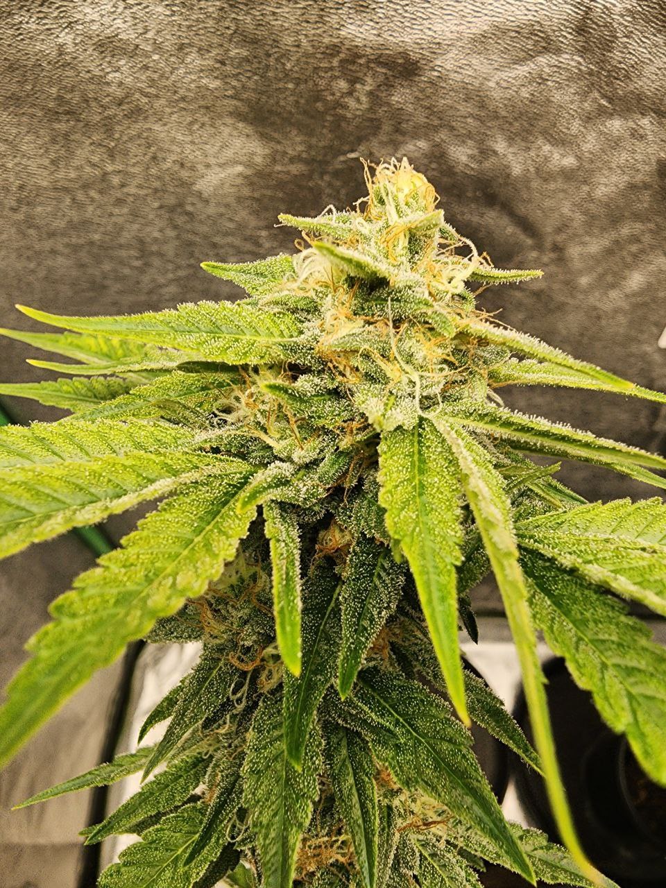 Pure Mac flower by Genetics 101, MAC v2 crossed with Topanga Canyon Pure Kush