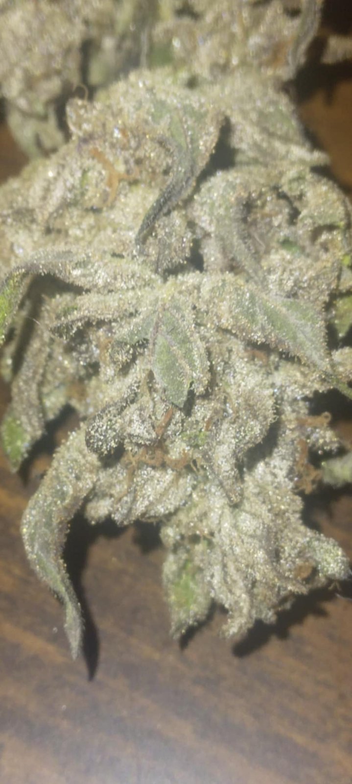 Pure Mac cured bud macro, grown by Ryan White