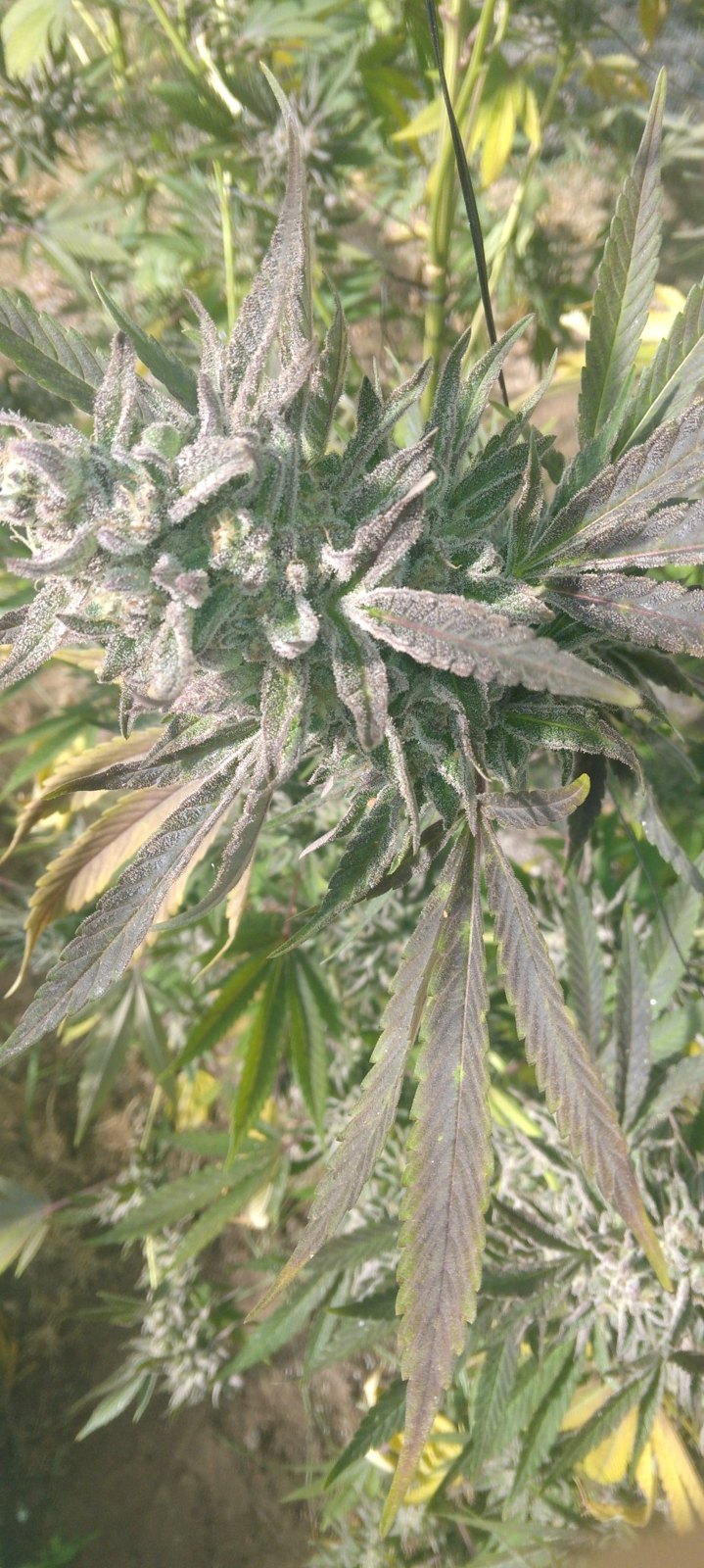 Pure Mac outdoor cola with a purple fan leaf, grown by Ryan White