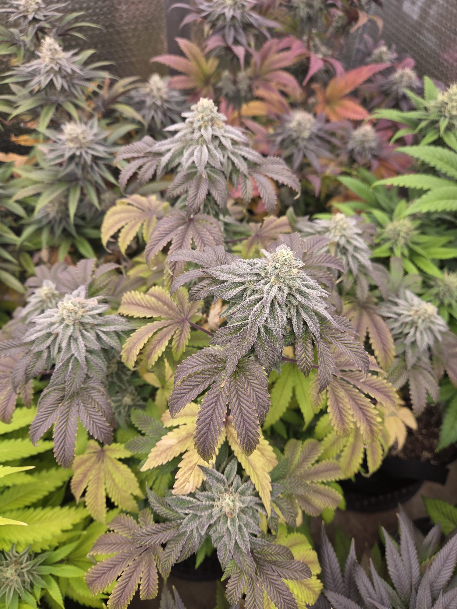 Royal Washer flower by Genetics 101, Washer King crossed with 91 Stash, grown by Steven Hornady
