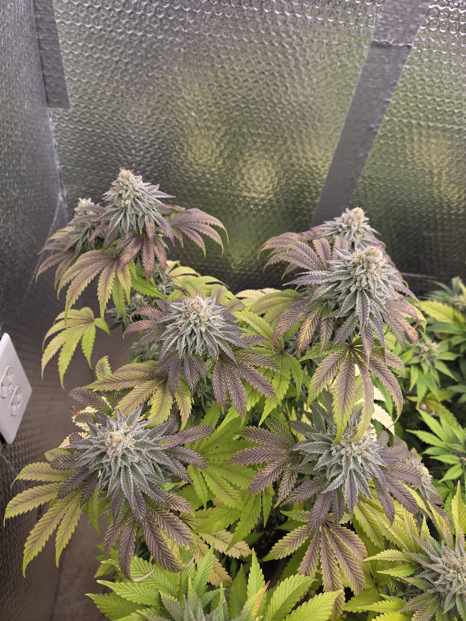 Royal Washer second flower shot by Genetics 101, Washer King crossed with 91 Stash, grown by Steven Hornady