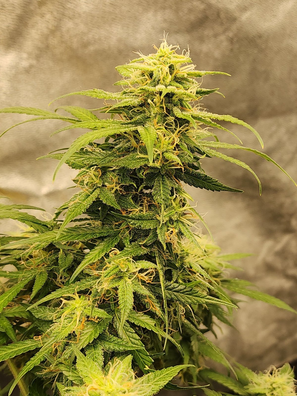 Strawberry Jubilee Gelato flower close-up, Strawberry Jubilee crossed with Gelato 33