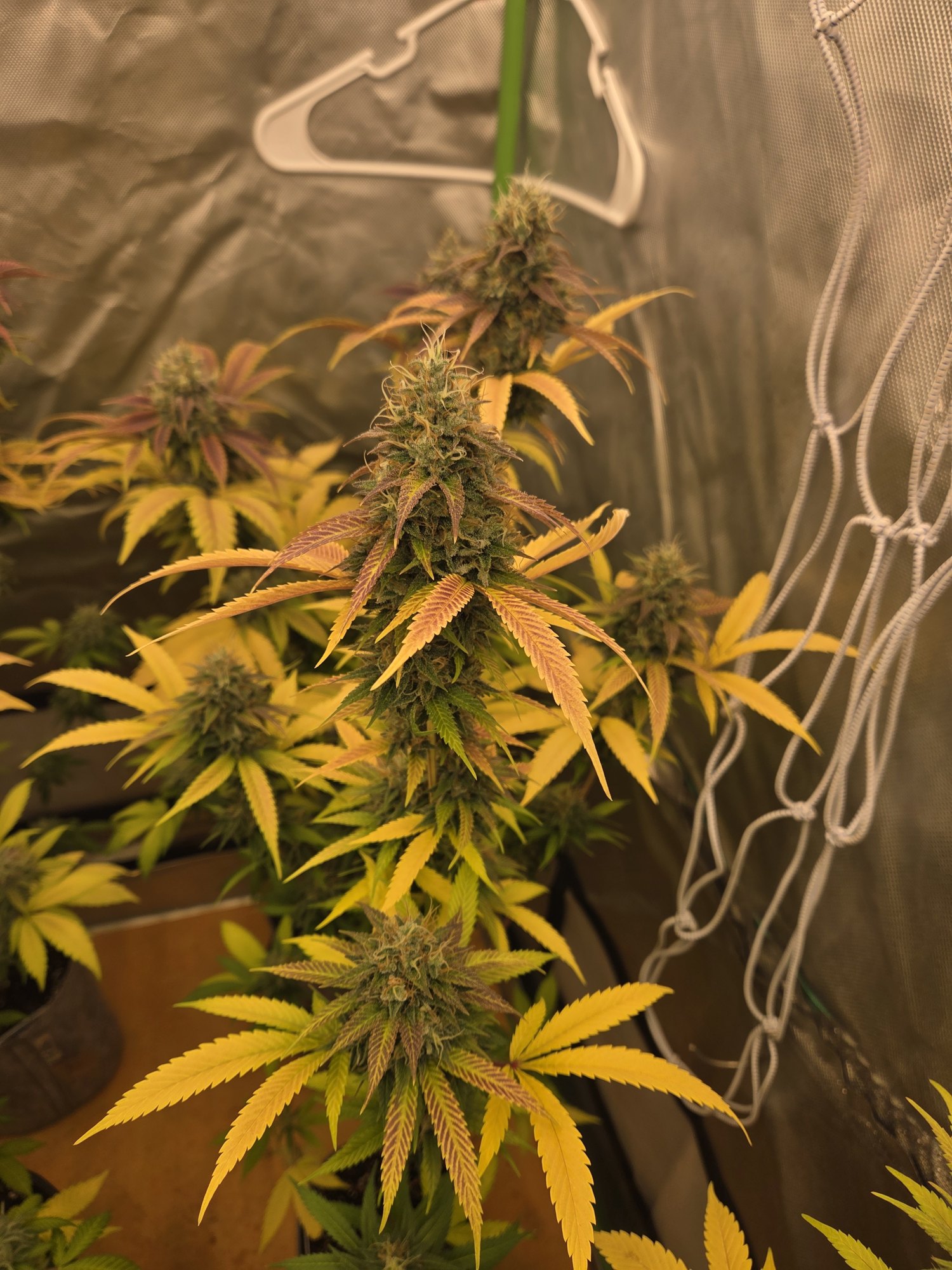 Sour Daywrecker Chillz late flower fade by Genetics 101, Daywrecker crossed with Sour Chillz, grown by Steven Hornady