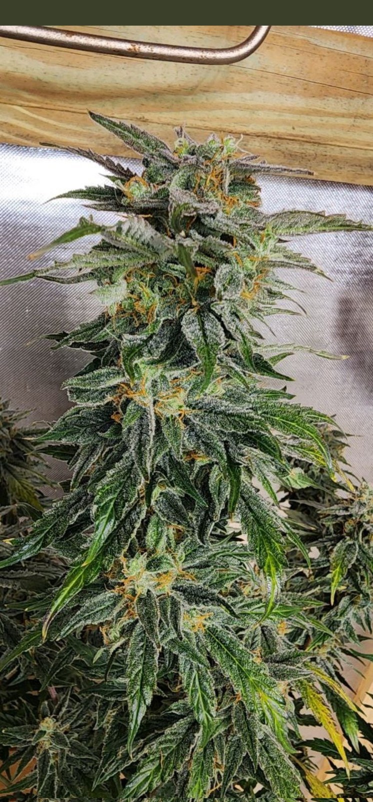 Strawberry Jubilee stacked cola under a heavy frost, orange pistils, Tropicana Hammer × Strawberry Cheesecake auto regular by Genetics 101