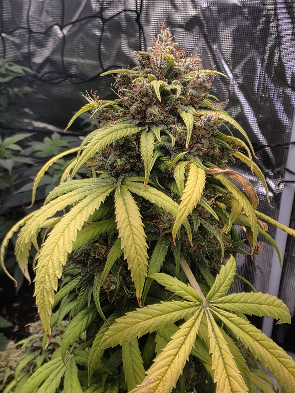 Strawberry Jubilee Gelato late flower cola, fading leaves and dense buds, Strawberry Jubilee × Gelato 33 auto regular by Genetics 101