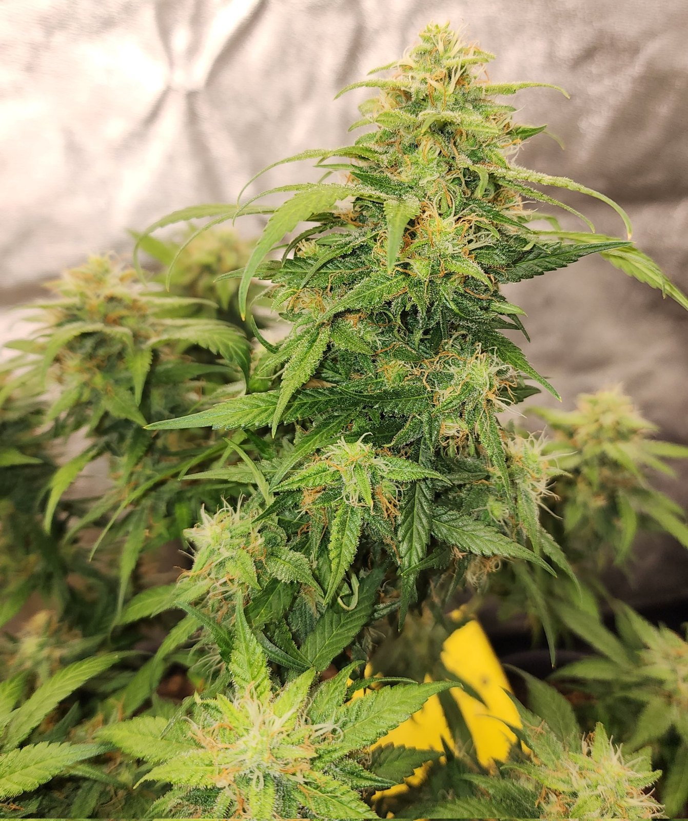 Strawberry Jubilee Gelato cured flower, ocimene-led auto regular by Genetics 101