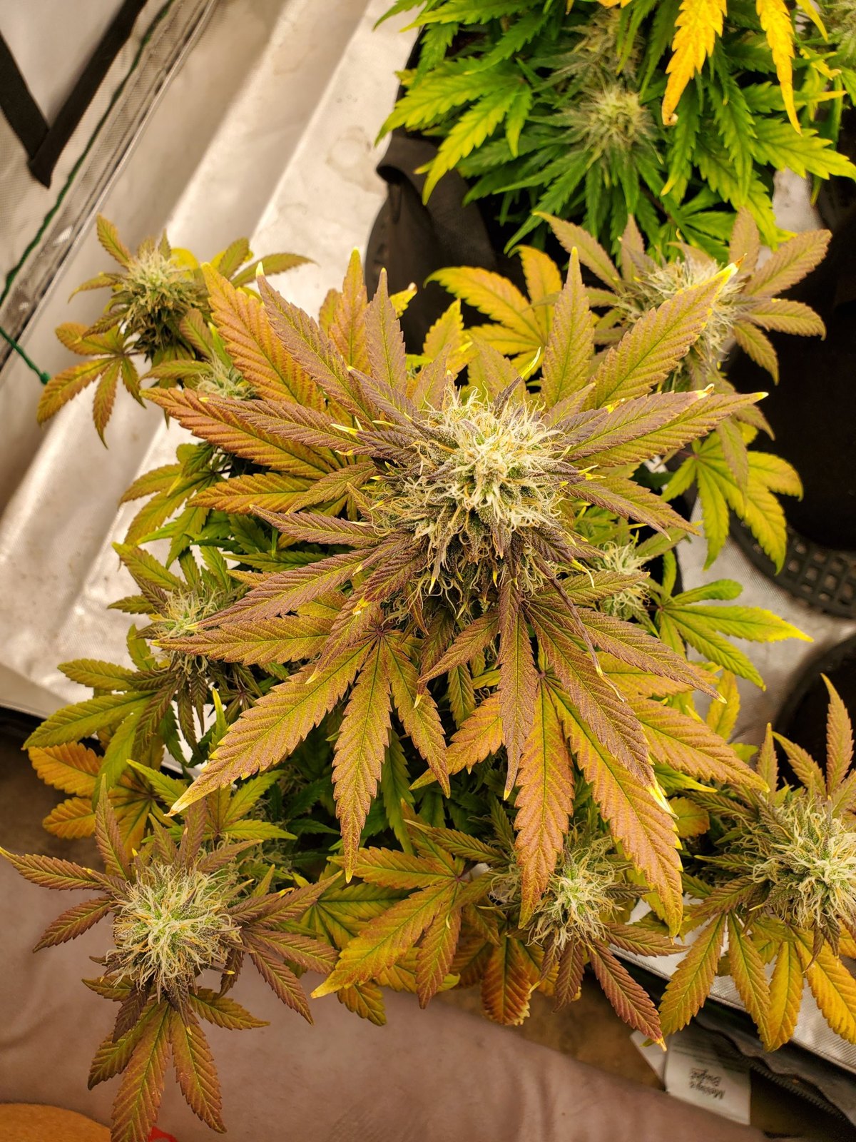 Strawberry Jubilee Gelato top-down tent plant, bronze fans and white pistils, grown by Steven Hornady