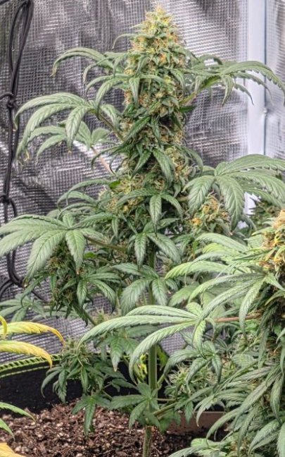 Strawberry Jubilee Gelato flowering plant, tall cola with frosty buds, Strawberry Jubilee × Gelato 33 auto regular by Genetics 101
