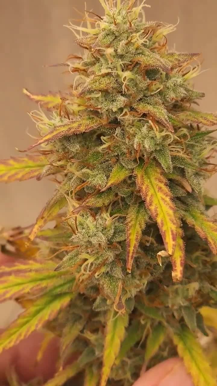 Strawberry Jubilee frosty cola with orange pistils, grown by KC Lightup