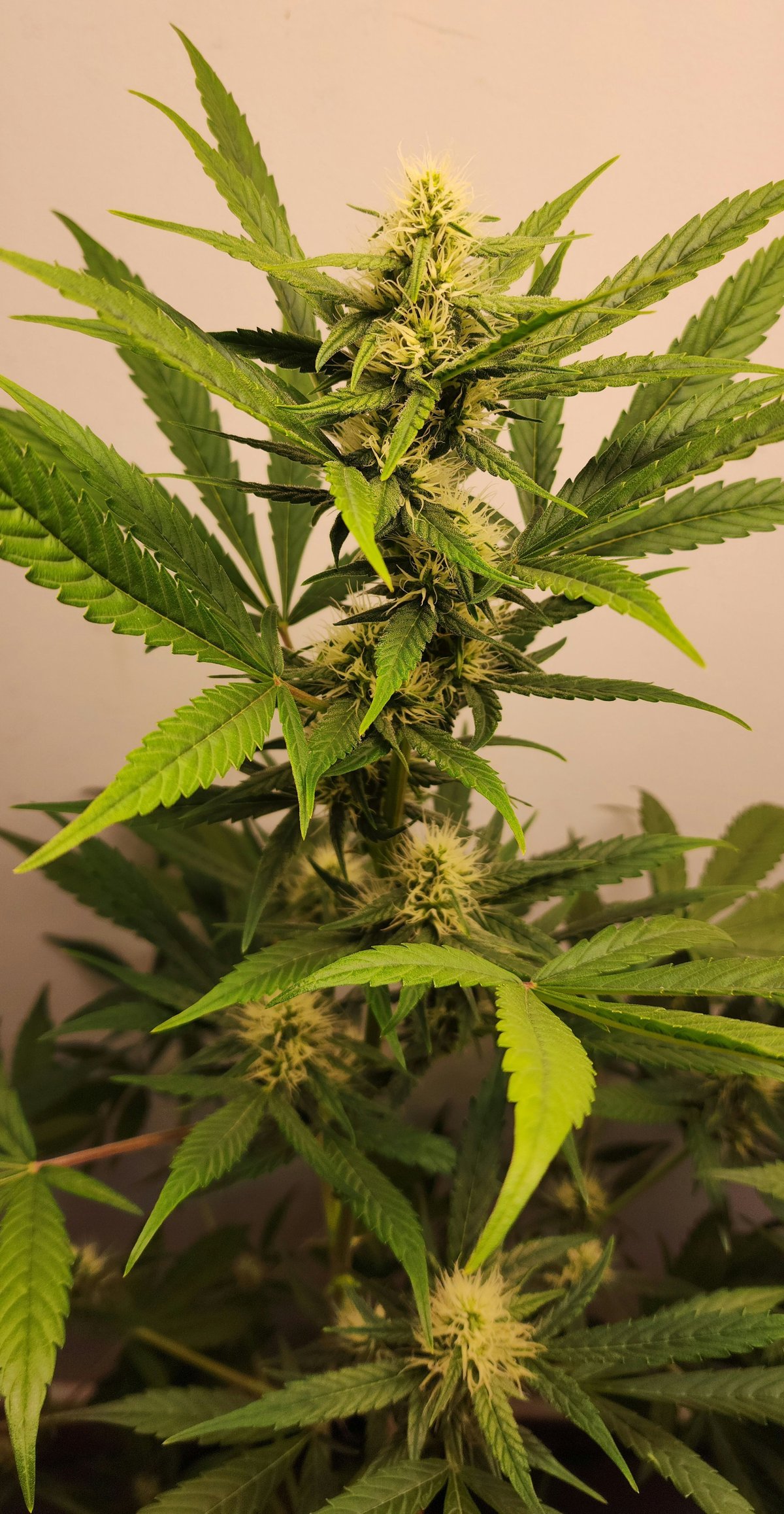 Sugar Daze flowering plant, Lemon Daze × Sugar Grand Daddy auto regular by Genetics 101, early flower with white pistils