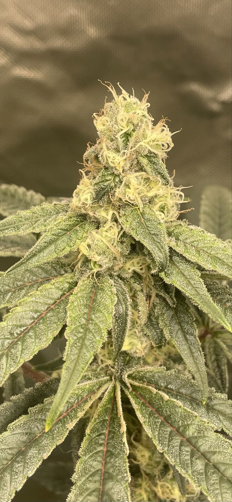 Late flower close-up of T.M.F. (Too Much Funk) by Genetics 101, MAC v2 × Truffle Monkey, dense resinous buds with long pistils and frosty leaves