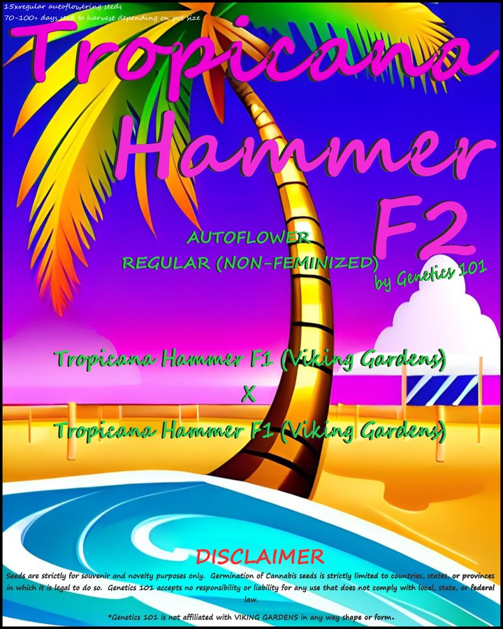 Tropicana Hammer F2