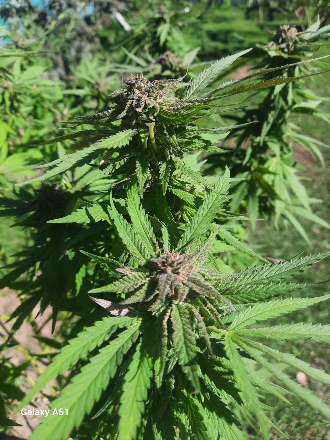 Washer King frosty cola with purple fans, grown by Ryan White, MAC v2 line